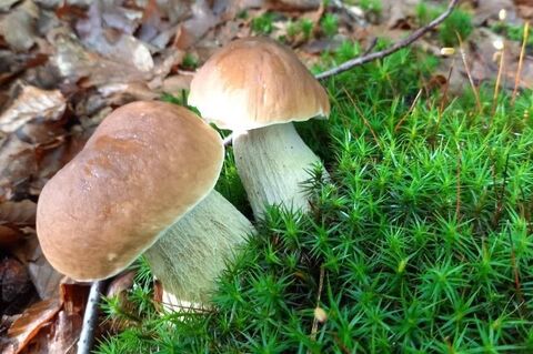 Jagdreisen mit Erfolgsgarantie