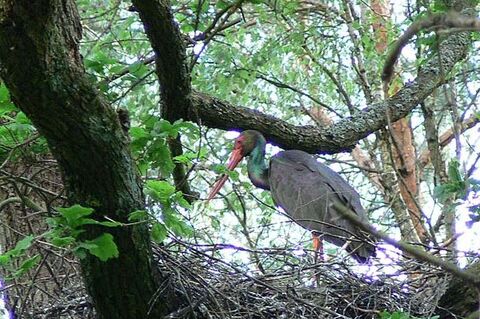 Teilnehmer einer Jagdreise mit erlegter Beute